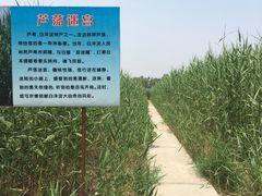 -白洋淀景区