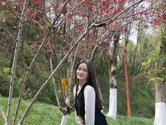 -重庆彩云湖湿地公园