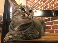 -猫友咖啡店(玉林西路店)