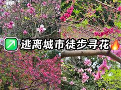 -广州市帽峰山景区