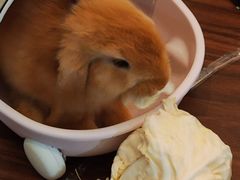 -楼上猫咖(罗湖店)