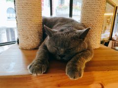 -more than meow吴止猫主题餐厅(承德 中船汇店)