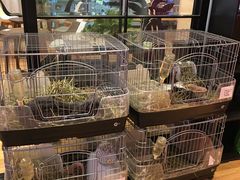 宠物兔-藦茜花园宠物主题亲子互动体验馆(国顺东路店)