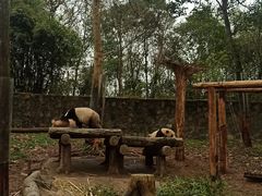 -都江堰中华大熊猫苑