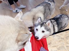 -Husky Go! 哈士奇体验馆·宠物咖啡厅狗咖