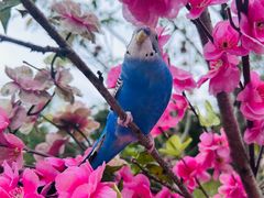 -金鸡湖桃花岛