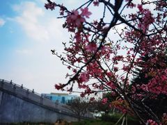 -映月湖公园