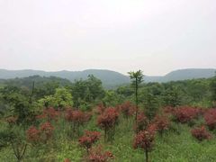-南京老山国家森林公园