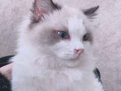 -泰国佛·塔罗·泰牌狐仙古曼