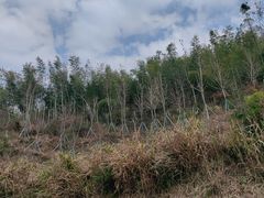 -长沙黑麋峰国家森林公园