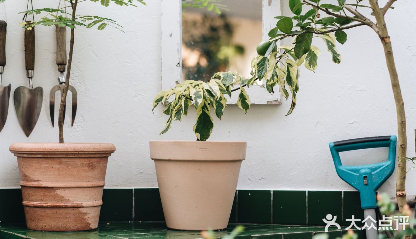 与植物生活在一起Ning's 