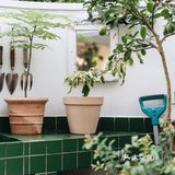 与植物生活在一起Ning's 