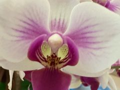 -平吉花卉市场