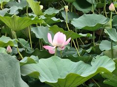 -莲花池公园
