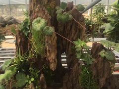 -呼吸森林·生态农庄农家乐私房菜