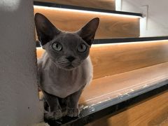 -琪喵猫屋·撸猫猫咖·猫舍