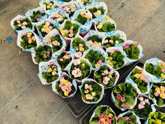 -龙大花卉苗木市场