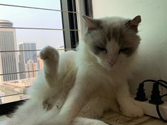 -楼上猫咖(罗湖店)