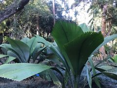 -中国科学院西双版纳热带植物园