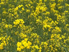 -廖哥泡椒兔(峨眉店)