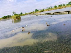 -盐城丹顶鹤湿地生态旅游区
