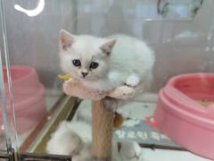 -糯米喵星人总部直营旗舰店·猫舍·幼猫出售
