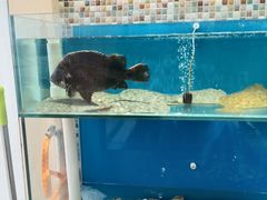 水产区-港畔赶海蒸汽海鲜烧烤自助(仙螺岛店)