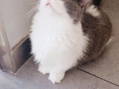 -飞行喵MR PILOT|猫舍·猫咖(静安大融城店)