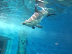 -重庆海昌加勒比海水世界