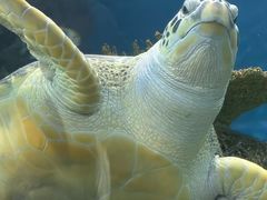 -上海海洋水族馆