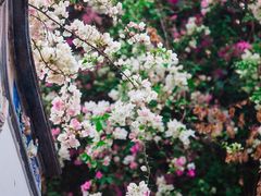 -深圳国际园林花卉博览园