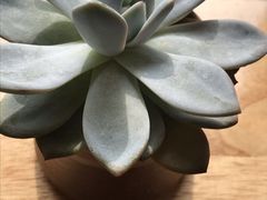 -耳语轻风专业采耳馆(古北花世界商业广场店)