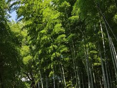 -上海佘山国家森林公园天马山园