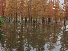 -白鹭湾湿地公园