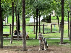 -爪吧宠物乐园 (温榆河示范区店)