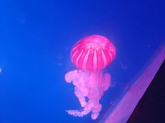 -海合安天津极地海洋公园