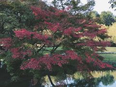 -九曜山