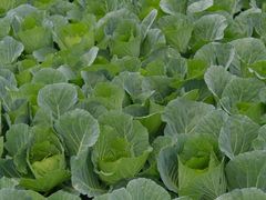 -中国天府农业博览园