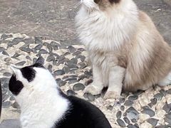 -喵屿·大理花园猫咖