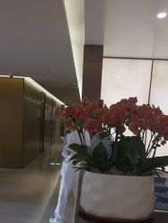 -四川米兰柏羽医学美容医院