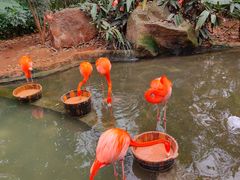 -海南热带野生动植物园