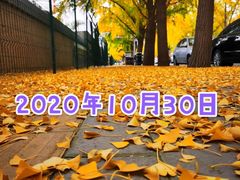 -三里屯东五街银杏大道