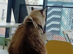 -怪兽屋·羊驼·猫咖·狗咖(俊华广场店)