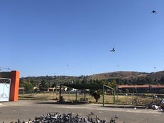 -奥利弗·雷金纳德·坦博国际机场