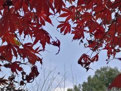 -上海佘山国家森林公园天马山园