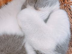 -共舞时光猫咖·狗咖(新街口店)