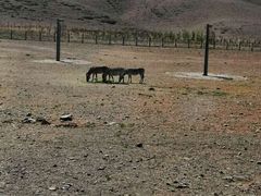 -新疆天山野生动物园