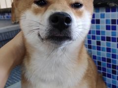 -柴源莊·柴小宠柴犬咖啡