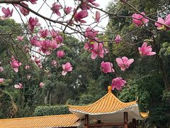-广州市帽峰山景区