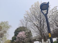 -羊山湖公园